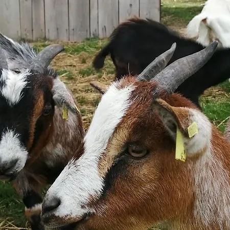 Le Du Pressoir Gisay