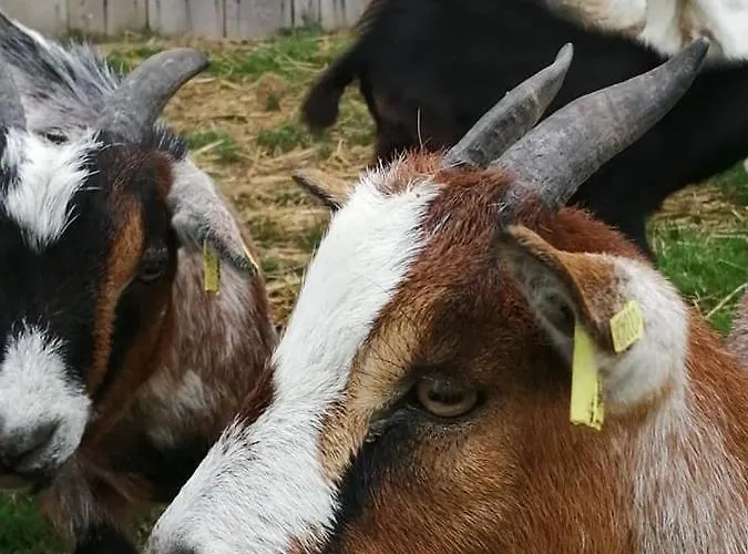 Le Du Pressoir Gisay